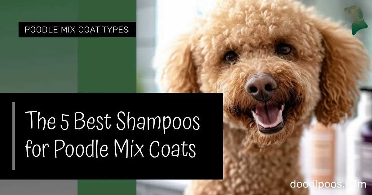 The 5 Best Shampoos for Poodle Mix Coats